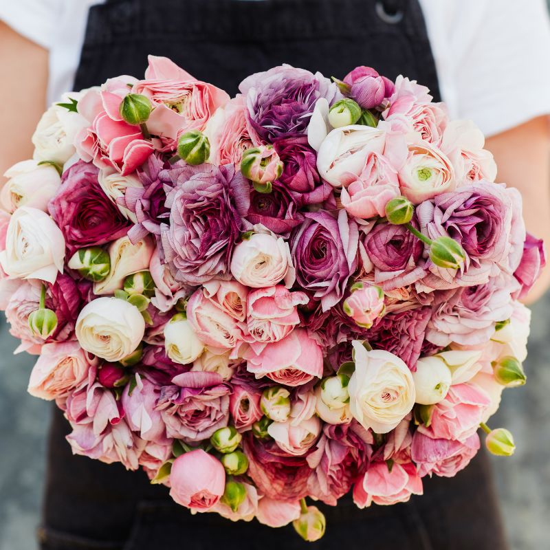 French ranunculus 'Lilac Revolution' (10 bulbs)