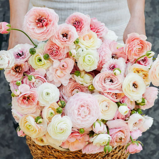 French ranunculus 'Porcelaine' (10 bulbs)