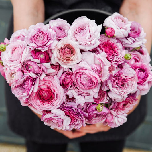 French ranunculus 'Purple Jean' (10 bulbs)