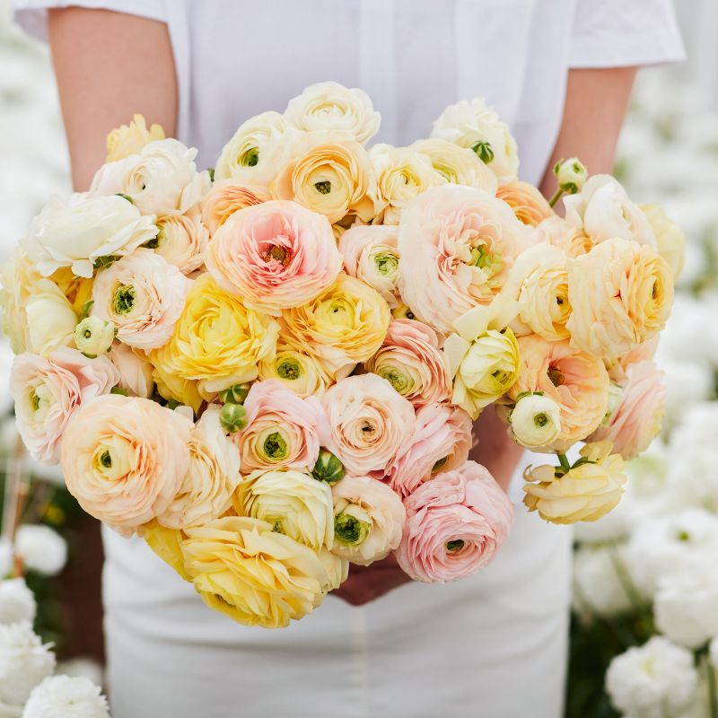 French ranunculus 'Wedding Pastel' (10 bulbs)