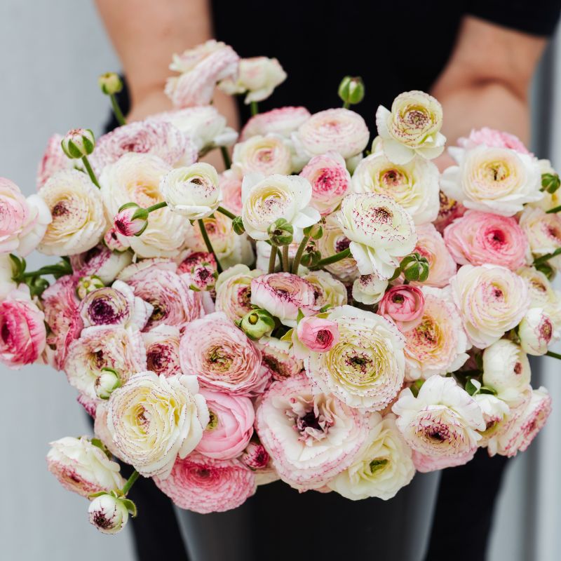 French ranunculus 'White Picotee' (10 bulbs)