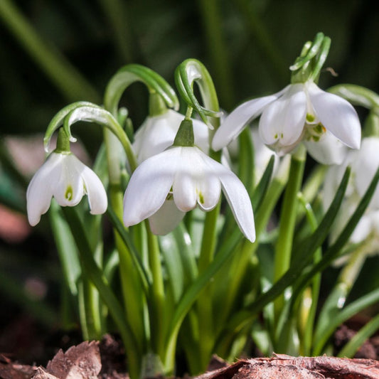 Galanthus nivalis 'Flore Pleno' (double snowdrop, 10 bulbs)