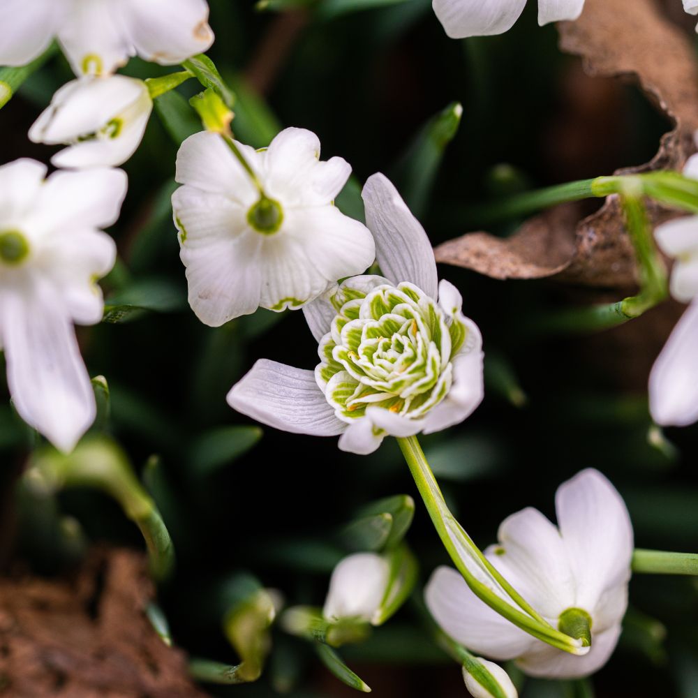 Galanthus nivalis 'Flore Pleno' (double snowdrop, 10 bulbs)