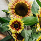 Helianthus annuus 'Autumn Beauty' (sunflower)