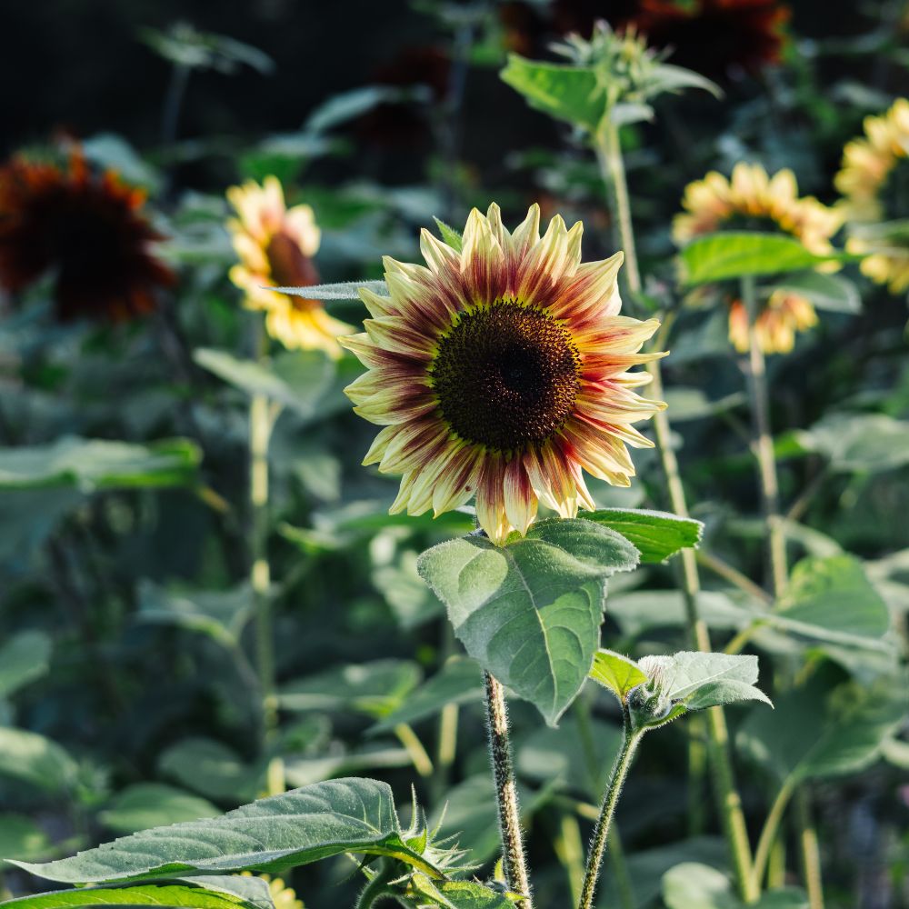 Helianthus annuus 'Autumn Beauty' (sunflower)