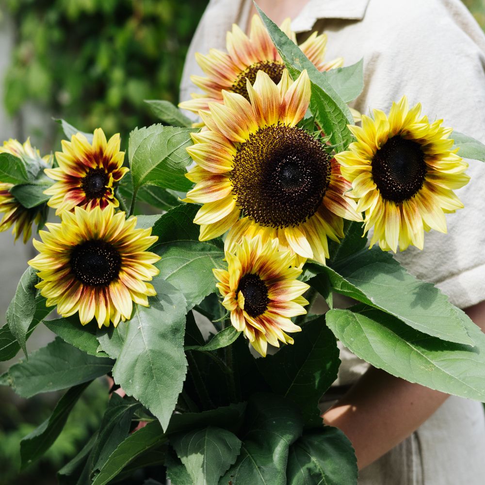 Helianthus annuus 'Autumn Beauty' (sunflower)