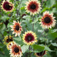 Helianthus annuus 'Magic Roundabout' (sunflower)