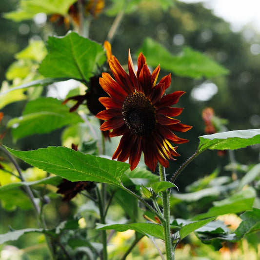 Helianthus annuus 'Ruby' (sunflower)