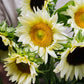 Helianthus annuus 'ProCut White Lite' (sunflower)