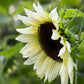 Helianthus annuus 'ProCut White Nite' (sunflower)