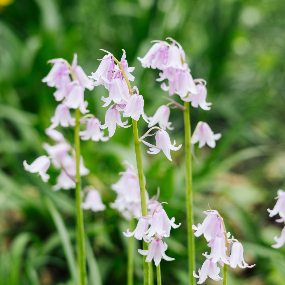 Hyacinthoides hispanica pink (Spanish bluebell, 10 bulbs)