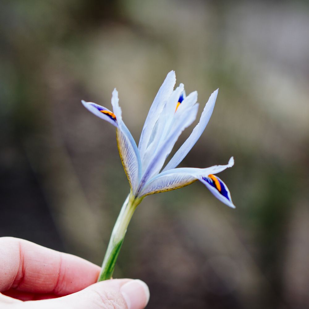 Iris reticulata 'Alida' (dwarf iris, 25 plants)