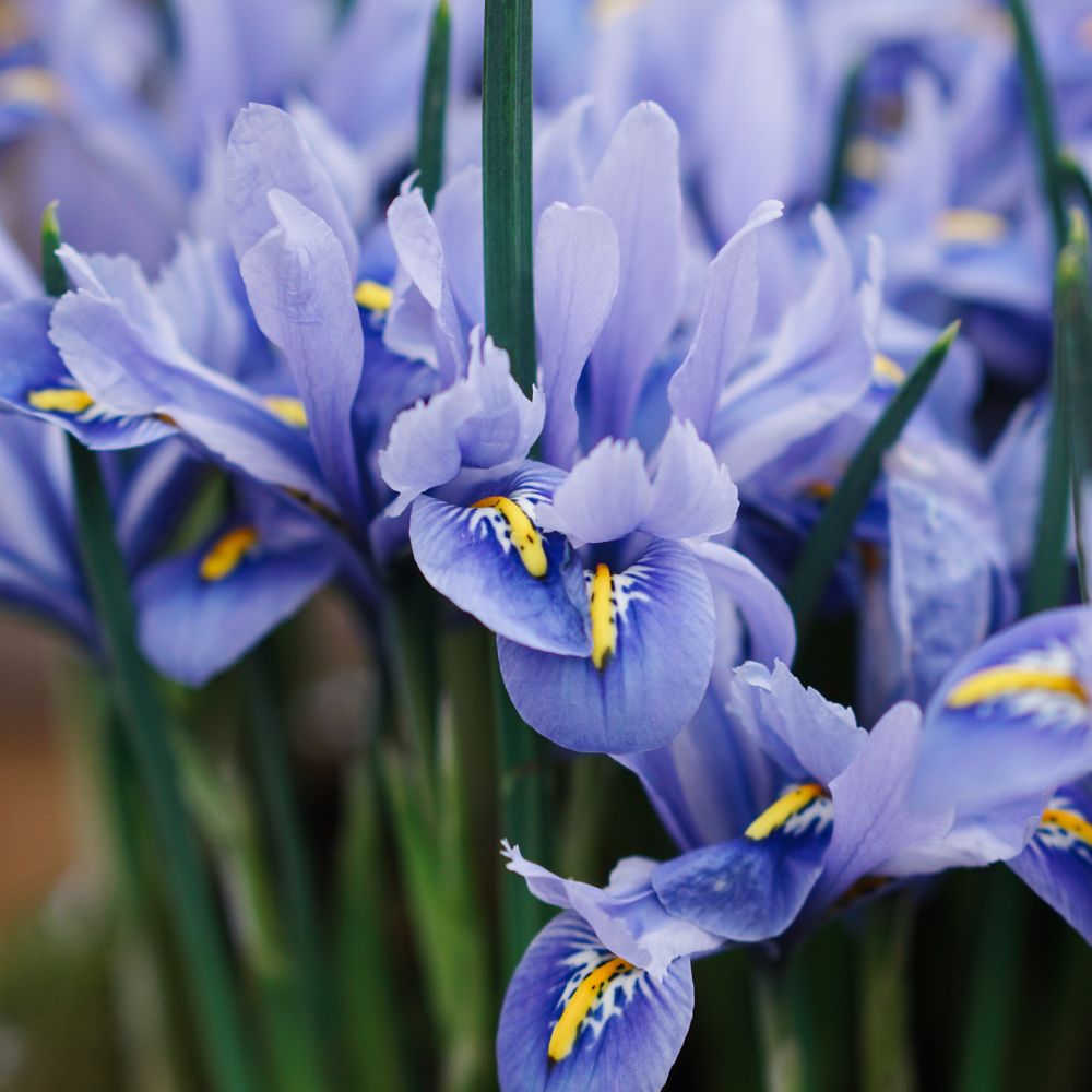 Iris reticulata 'Alida' (dwarf iris, 25 plants)