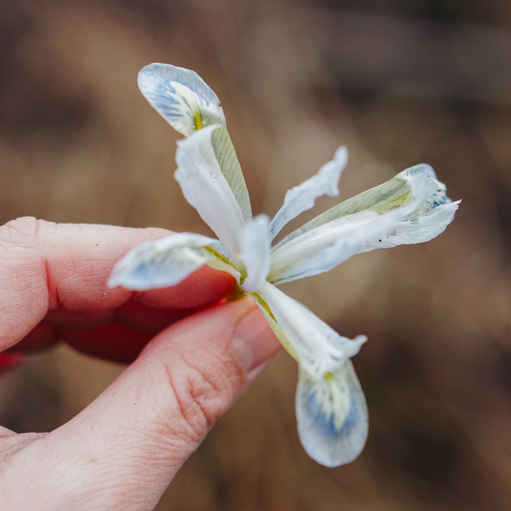 Iris reticulata 'Frozen Planet' (dwarf iris, 25 plants)