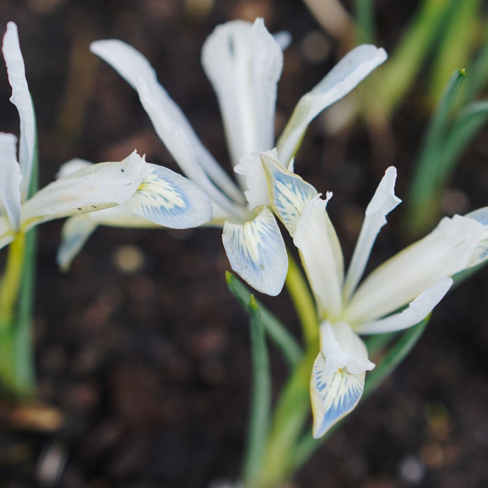 Iris reticulata 'Frozen Planet' (dwarf iris, 25 plants)