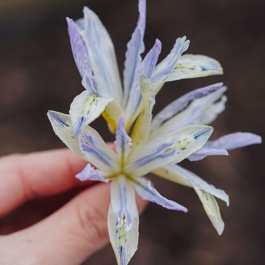 Iris reticulata 'Painted Lady' (dwarf iris, 25 plants)