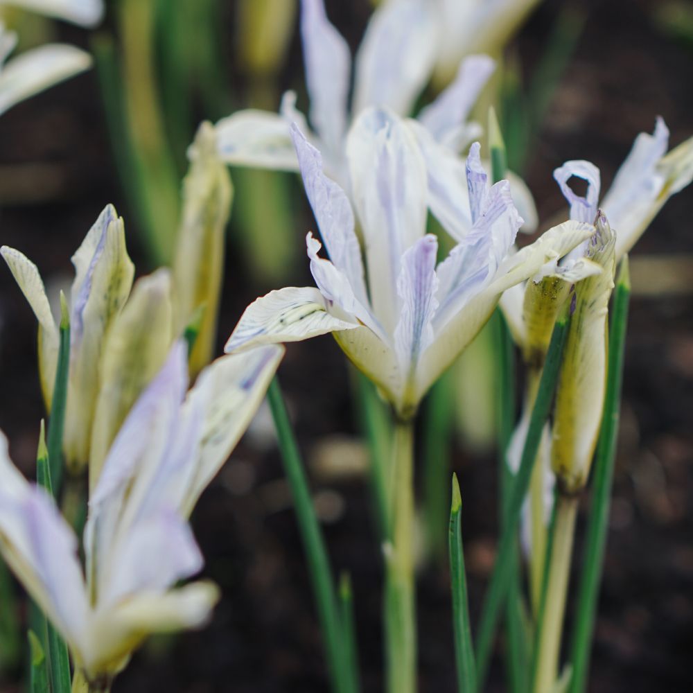 Iris reticulata 'Painted Lady' (dwarf iris, 25 plants)