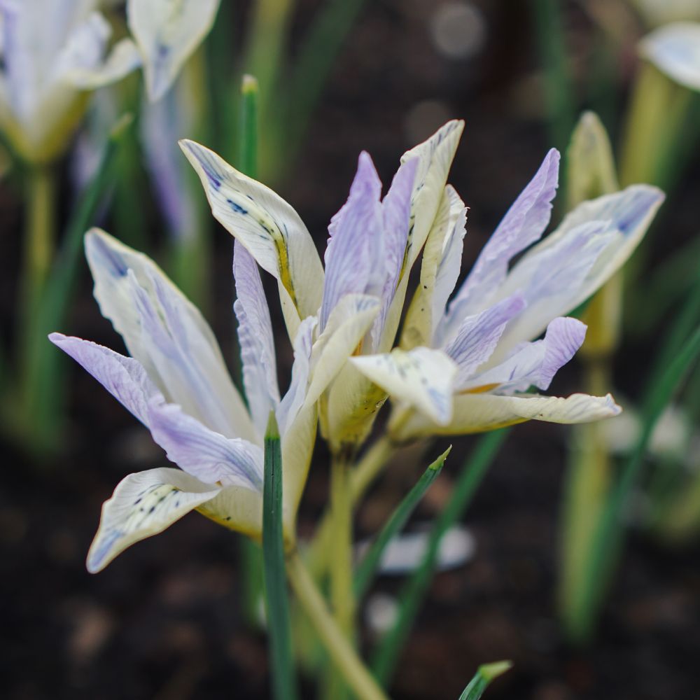 Iris reticulata 'Painted Lady' (dwarf iris, 25 plants)