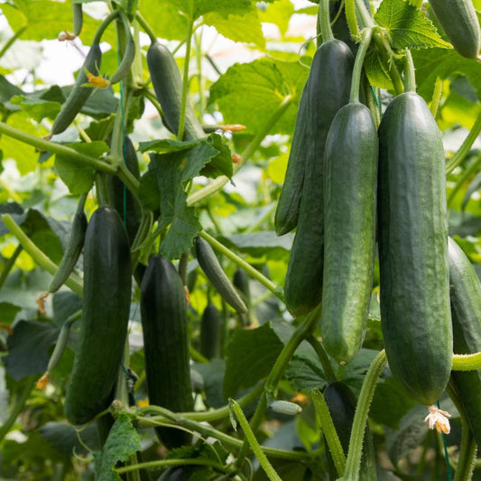 Cucumber 'Sonja' BIO