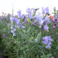 Lathyrus odoratus 'Spencer Charlie's Angel' (sweet pea)