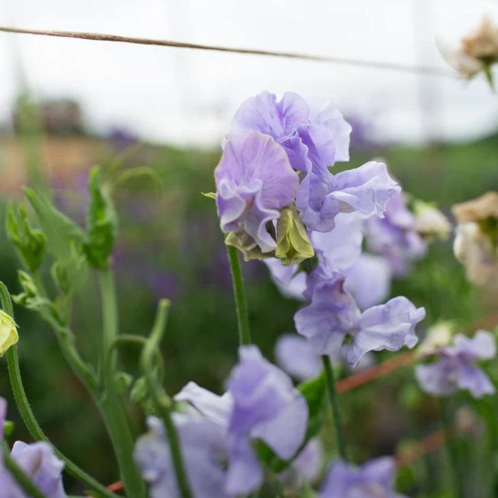 Lathyrus odoratus 'Spencer Charlie's Angel' (sweet pea)