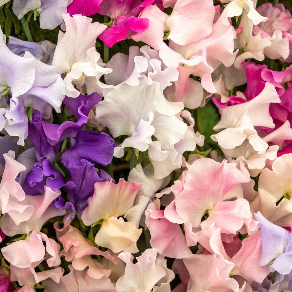 Lathyrus odoratus 'Spencer Mix' (sweet pea) BIO