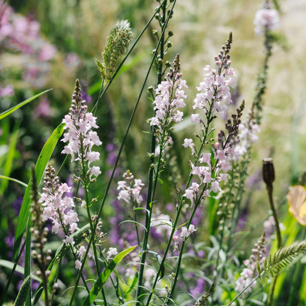 Linaria purpurea 'Canon J. Went' (flax snapdragon)