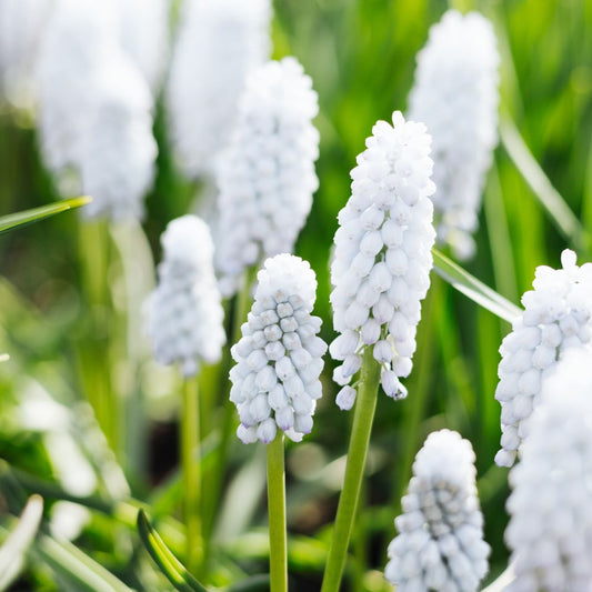 Muscari botryoides 'Album' (grape hyacinth, 25 plants) BIO