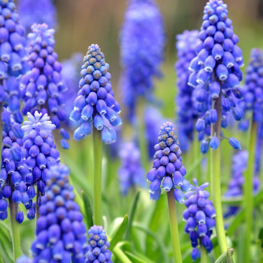 Muscari armeniacum (grape hyacinth, 25 bulbs) BIO