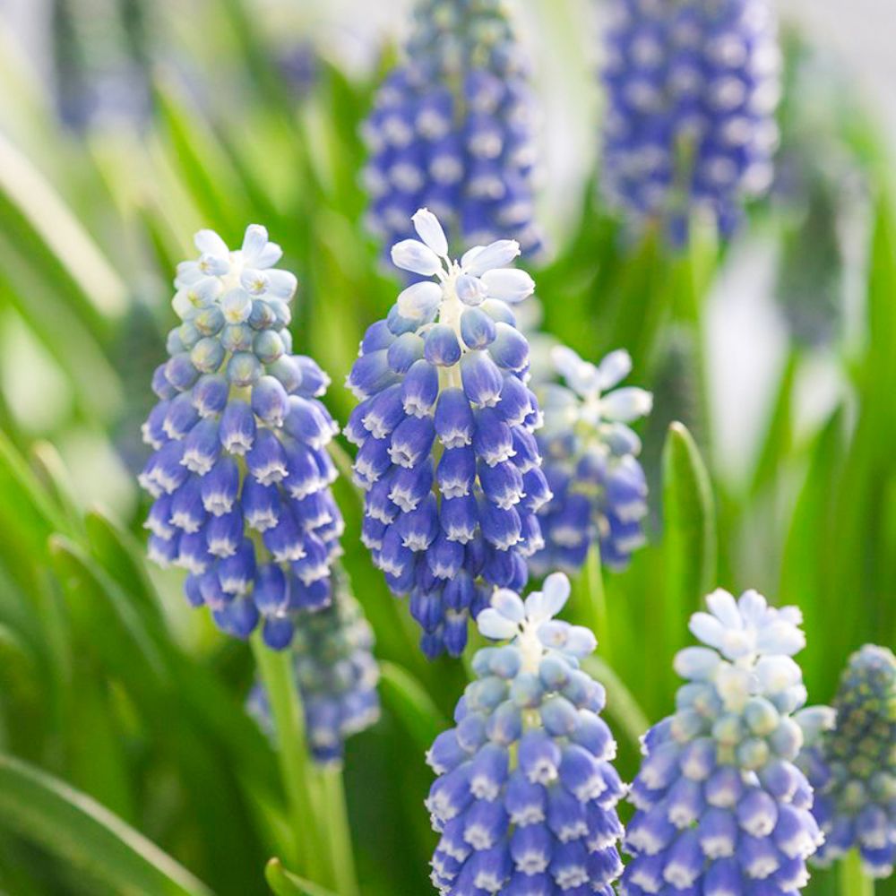 Muscari 'Touch of Snow' (grape hyacinth, 25 bulbs)