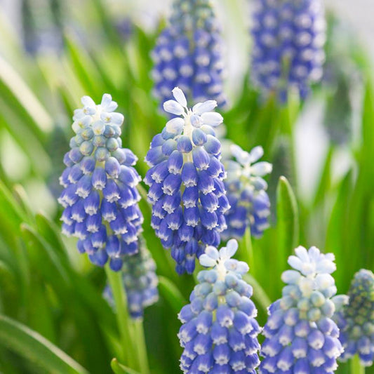 Muscari 'Touch of Snow' (grape hyacinth, 25 bulbs)