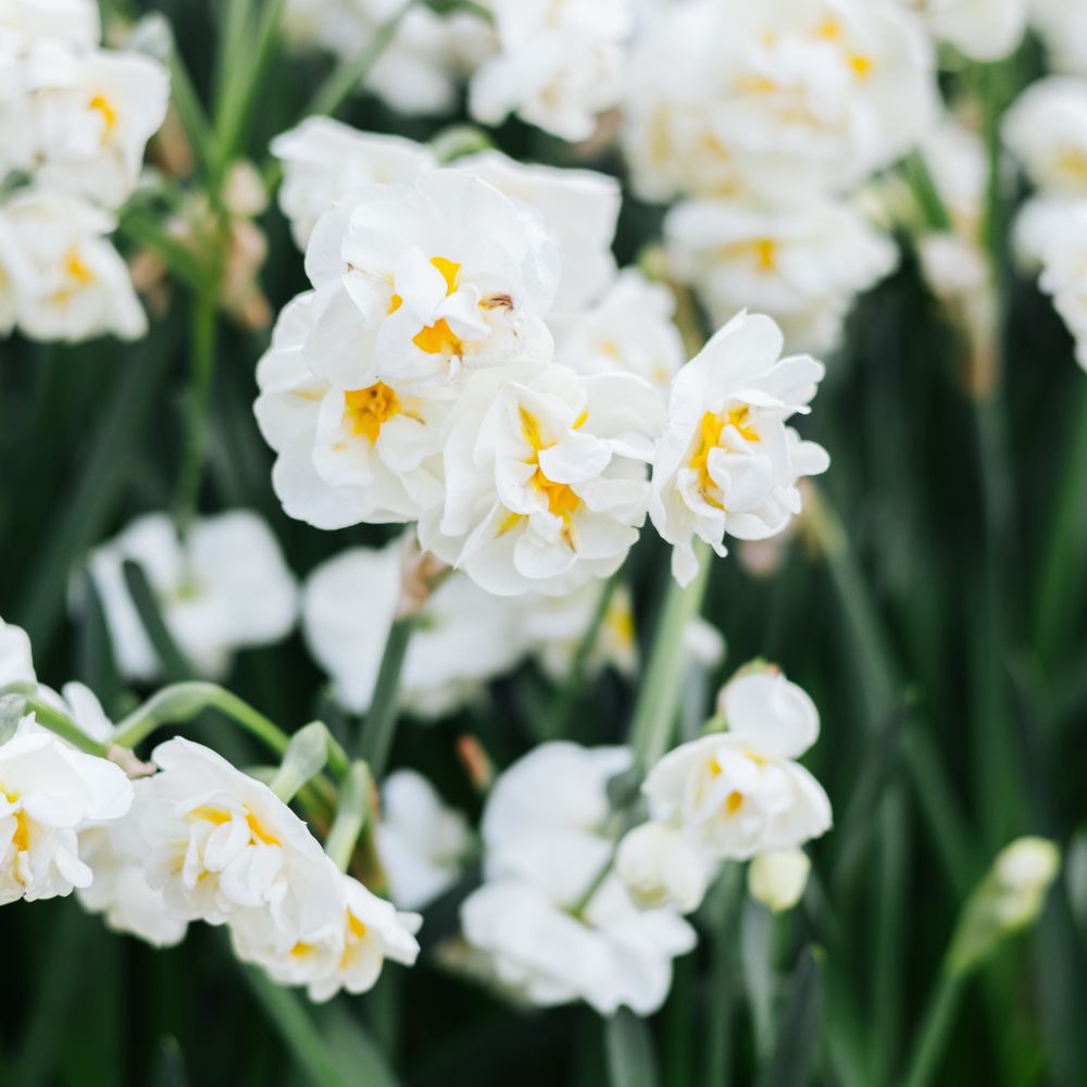 Narcissus 'Bridal Crown' (10 bulbs) BIO