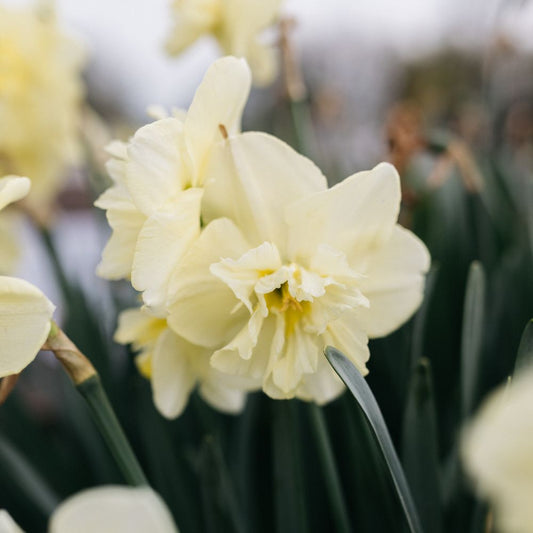 Narcissus 'Cassata' (10 bulbs)