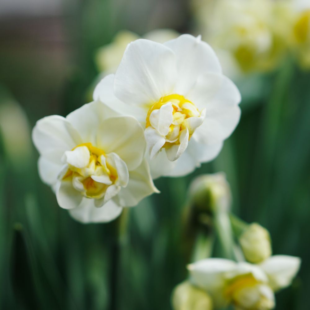 Narcissus 'Cheerfulness' (10 bulbs)