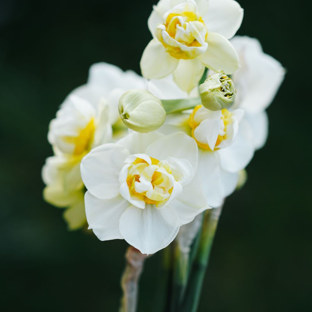 Narcissus 'Cheerfulness' (10 bulbs)