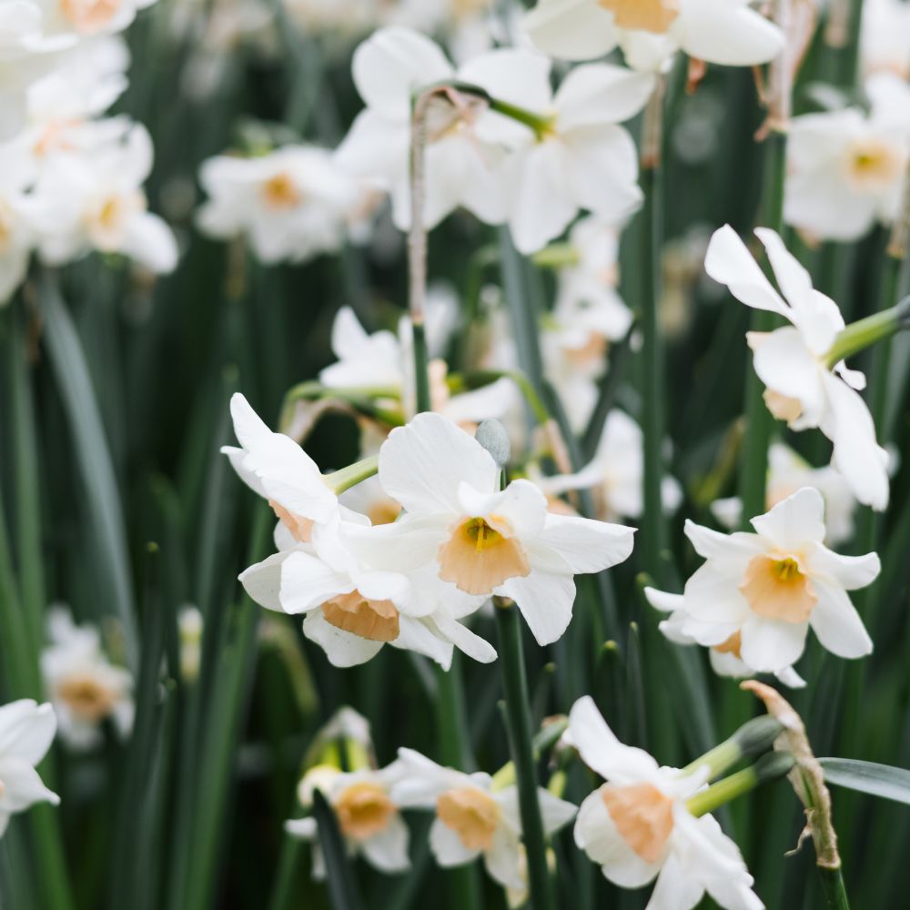 Narcissus 'Doll Baby' (10 bulbs)