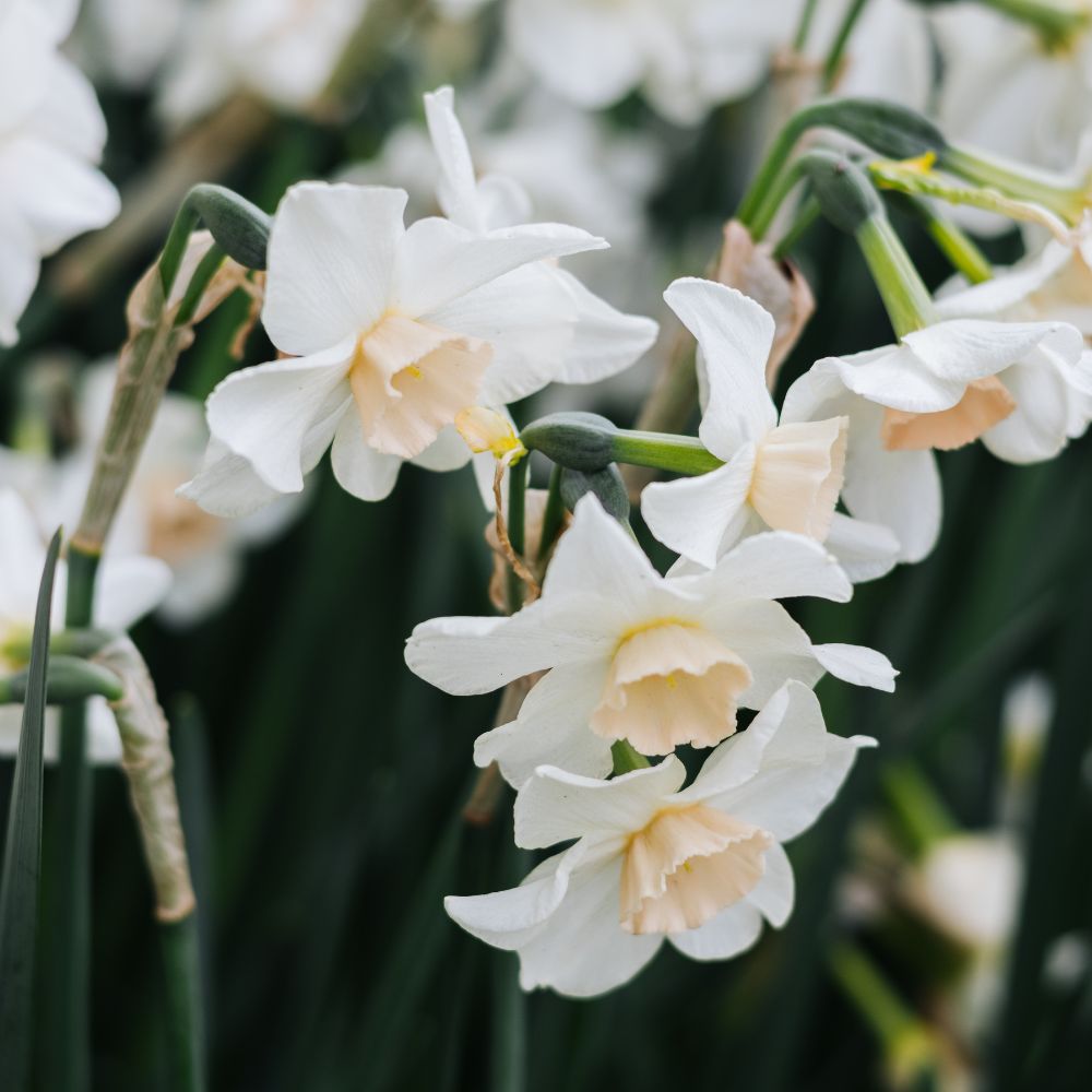 Narcissus 'Doll Baby' (10 bulbs)