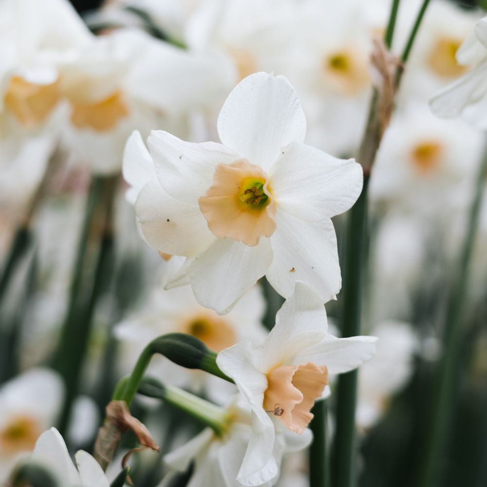 Narcissus 'Doll Baby' (10 bulbs)