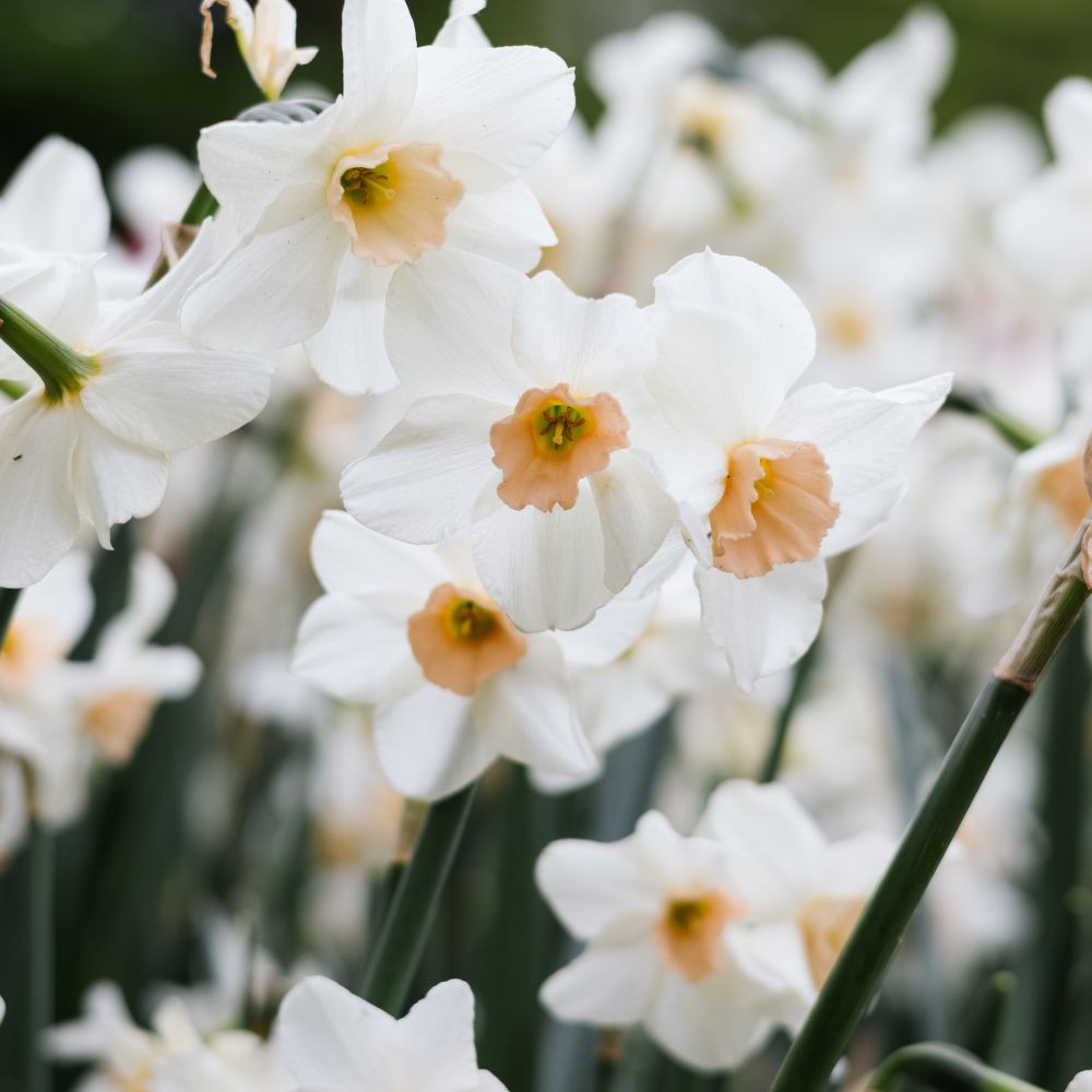 Narcissus 'Doll Baby' (10 bulbs)