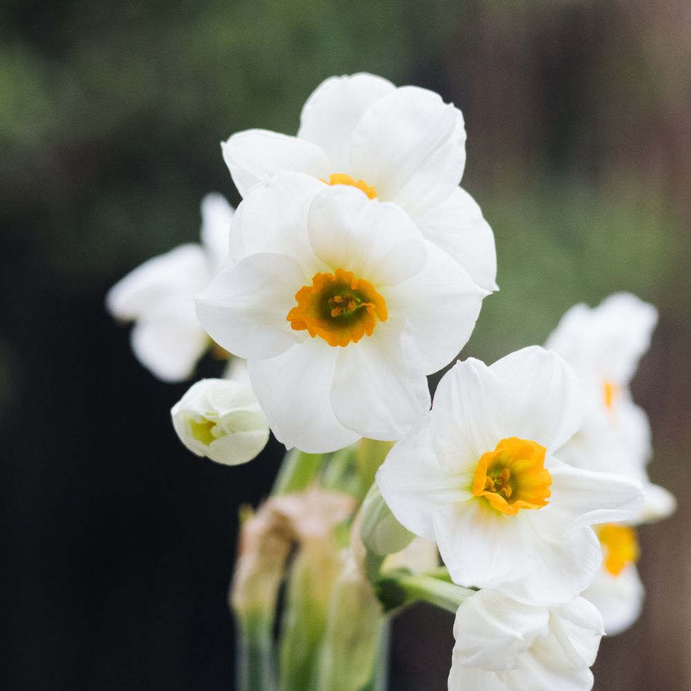 Narcissus 'Geranium' (10 bulbs)