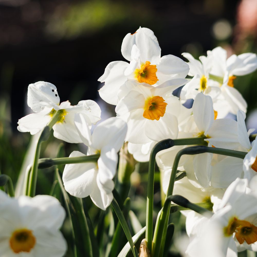 Narcissus 'Geranium' (10 bulbs)