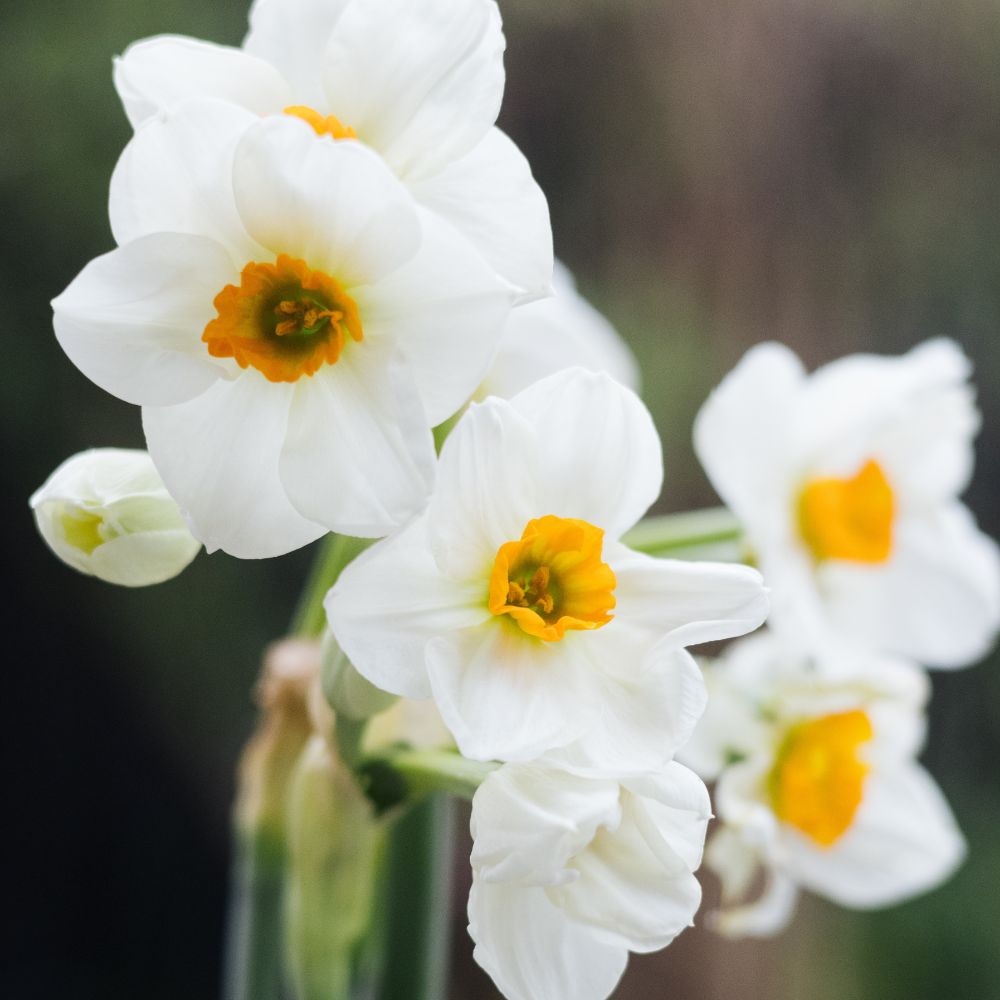 Narcissus 'Geranium' (10 bulbs)