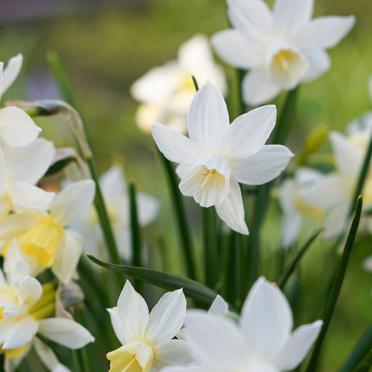 Narcissus 'Sailboat' (10 bulbs) BIO