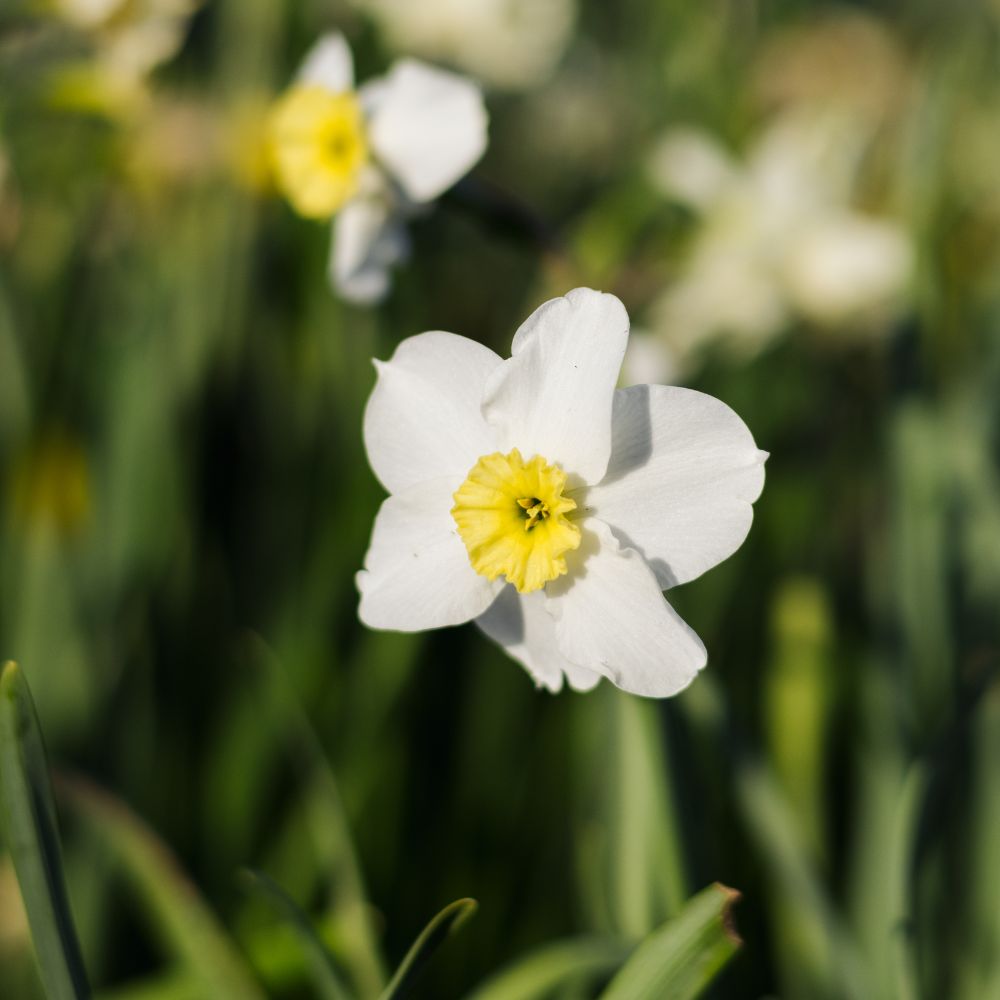 Narcissus 'Segovia' (10 bulbs)