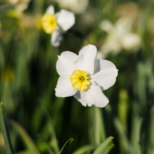 Narcissus 'Segovia' (10 bulbs)