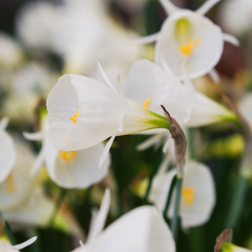 Narcissus 'Spoirot' (10 bulbs)