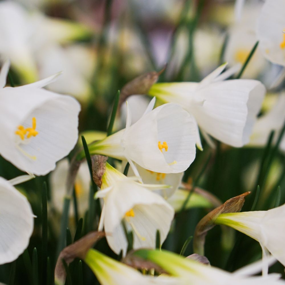 Narcissus 'Spoirot' (10 bulbs)