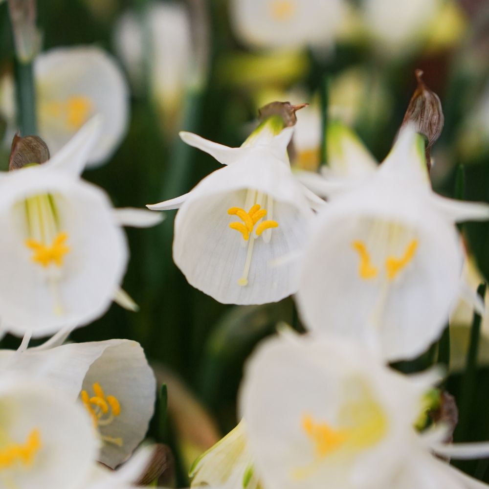 Narcissus 'Spoirot' (10 bulbs)