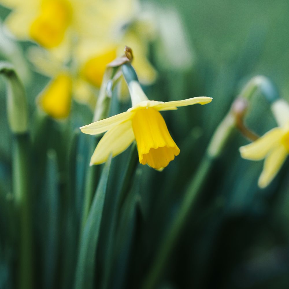 Narcissus 'Tête a tête' (10 bulbs) BIO