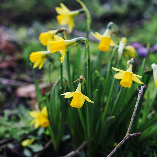 Narcissus 'Tête a tête' (10 bulbs) BIO